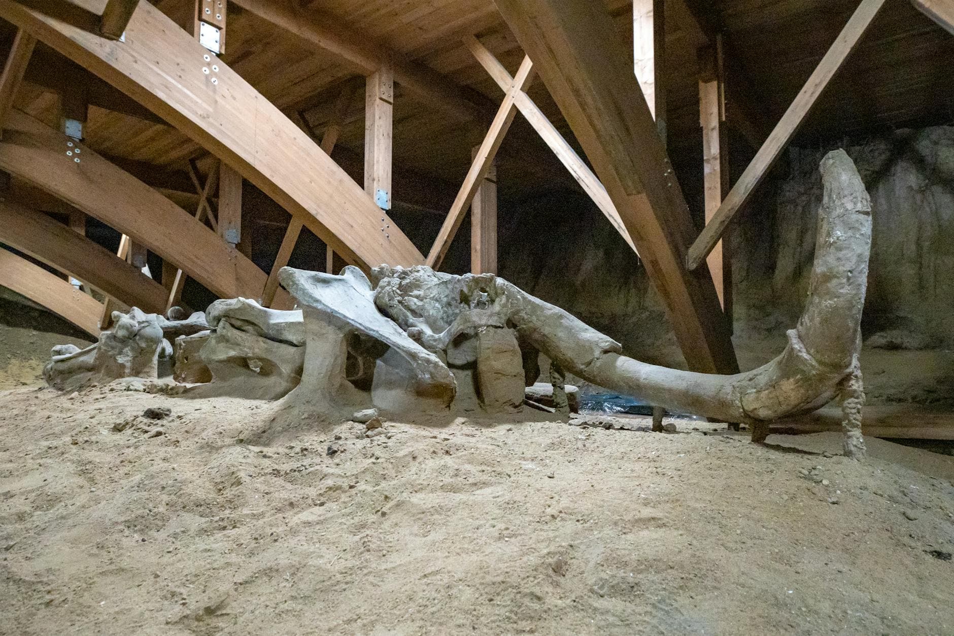 A detailed view of a mammoth skeleton displayed in a museum exhibit.