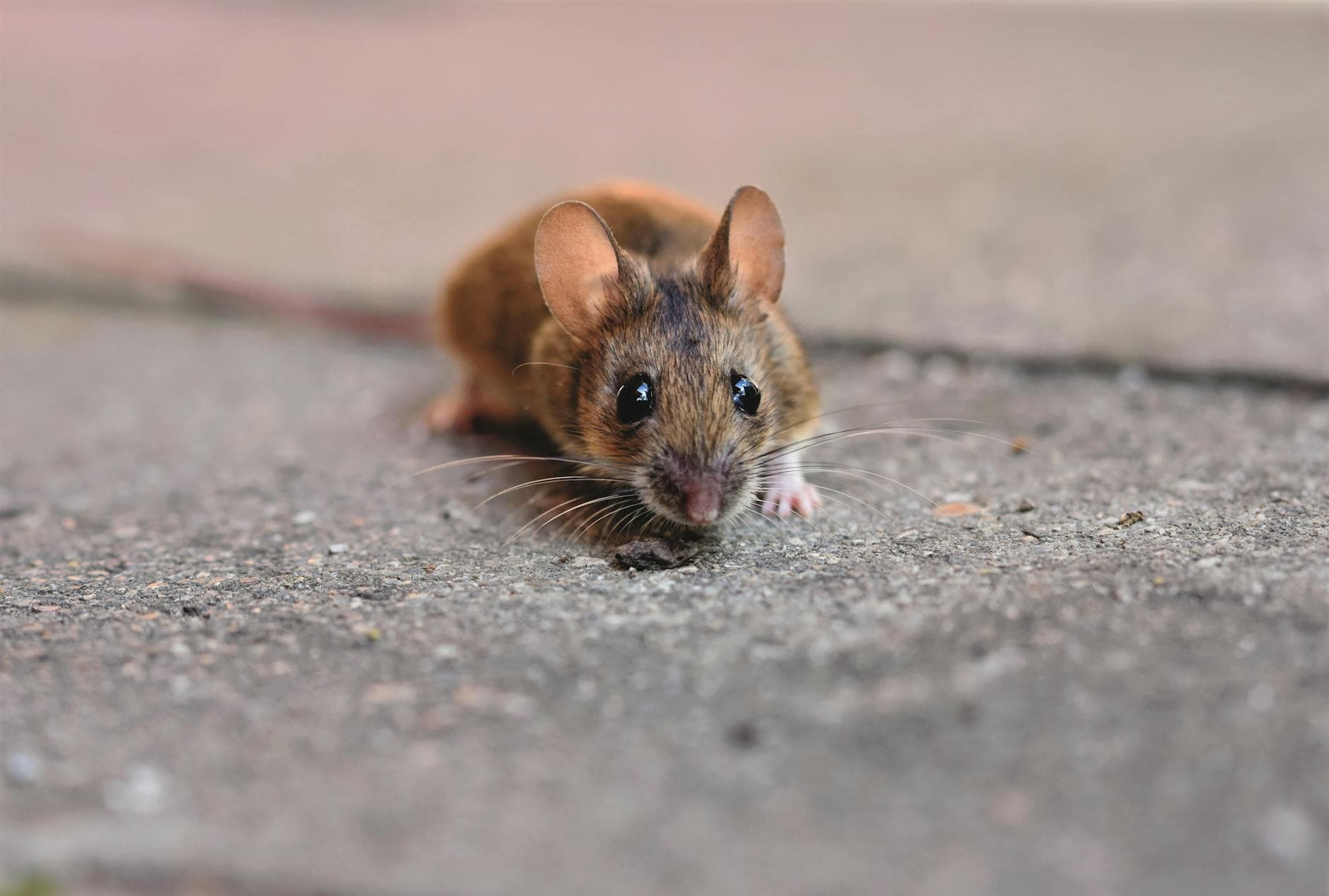 A detailed close-up of a small mouse showcasing its whiskers on a textured concrete surface.